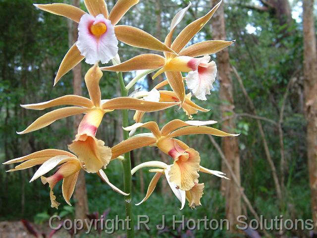 Phaius tankervilleae swamp orchid_3